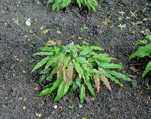 Epimedium wushanense