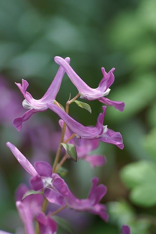 Corydalis caucasica