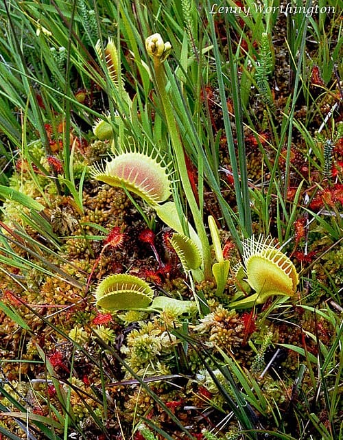 Dionaea muscipula