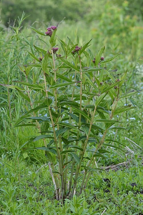 Asclepias incarnata