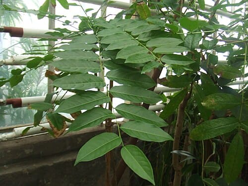 Phyllanthaceae