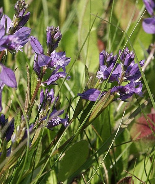 Polygala, standing in for Polygala gulinensis