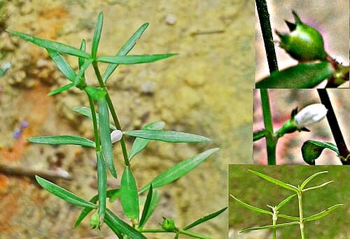 Hedyotis diffusa