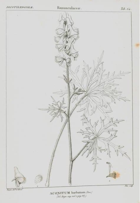 Aconitum barbatum, standing in for Aconitum barbatum var. puberulum