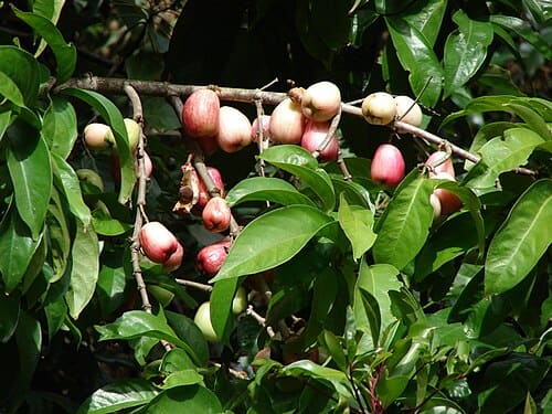 Syzygium, standing in for Syzygium erythrodoxum