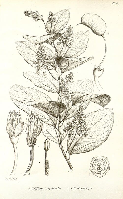 Griffonia simplicifolia