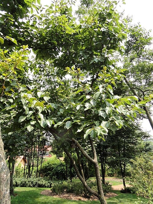 Hovenia acerba