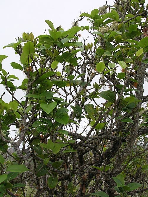 Zanthoxylum, standing in for Zanthoxylum alpinum