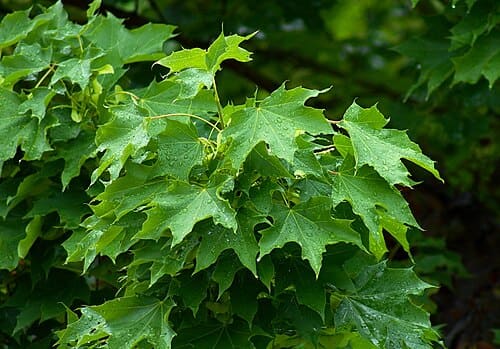 Acer platanoides