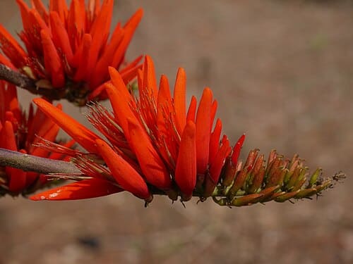 Erythrina stricta