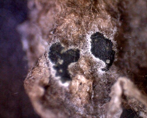 Myrothecium, standing in for Myrothecium roridum