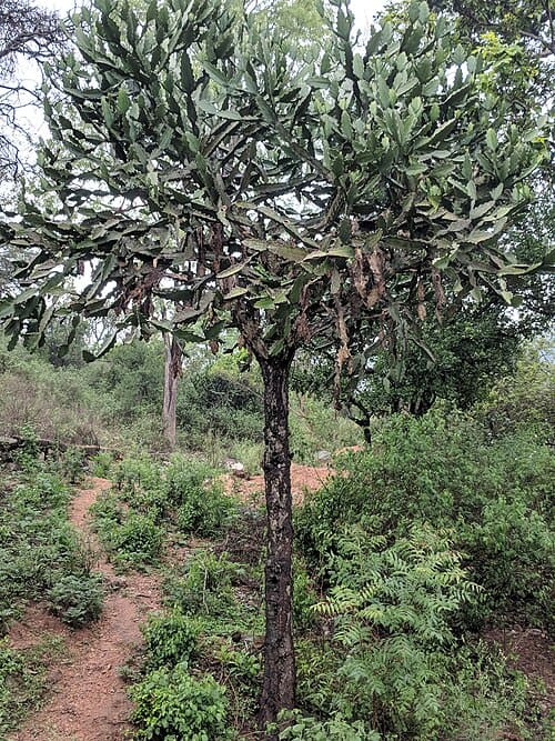 Euphorbia antiquorum