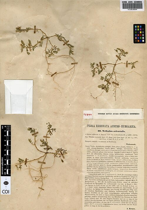 Tribulus terrestris