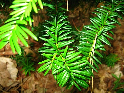 Taxus × media