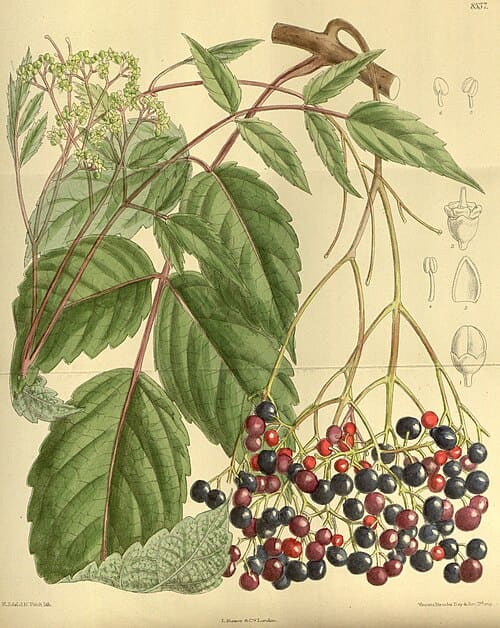 Ampelopsis megalophylla