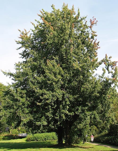 Acer, standing in for Acer nikoense