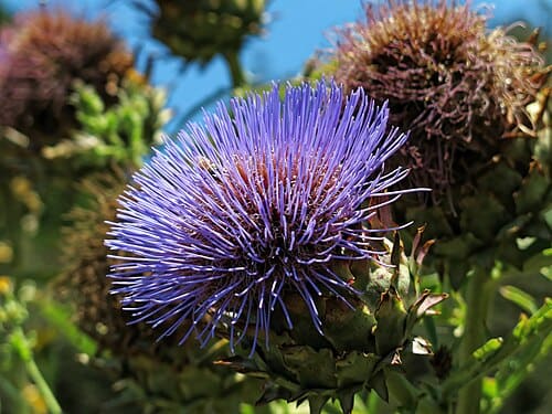 Cynara cardunculus