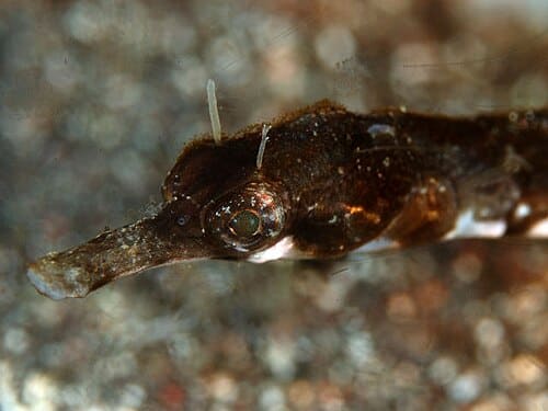 Trachyrhamphus serratus