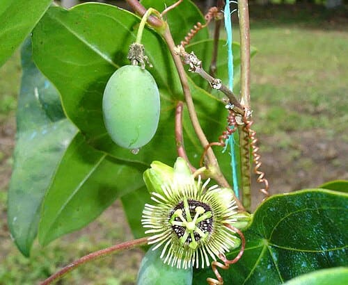 Passiflora coriacea
