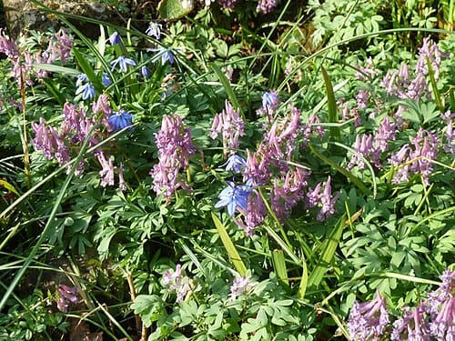 Corydalis sibirica
