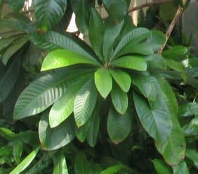 Sapotaceae