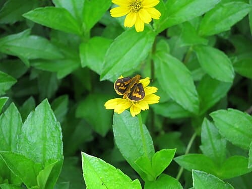 Wedelia chinensis