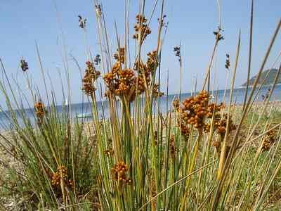 Juncus acutus