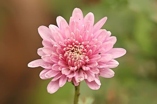 Chrysanthemum, standing in for Chrysanthemum dracunculoides