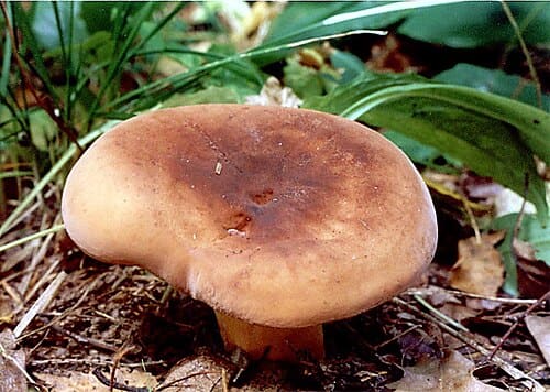 Lactarius volemus