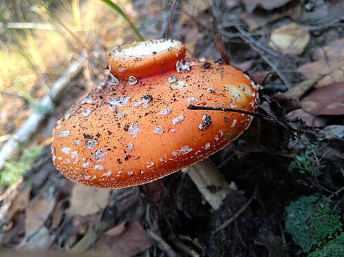 Amanita muscaria