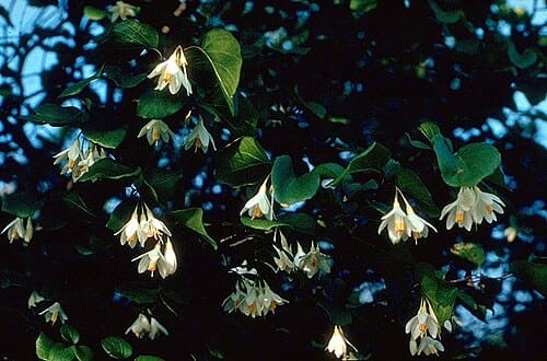 Styrax, standing in for Styrax tonkinensis