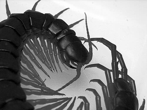 Scolopendra subspinipes