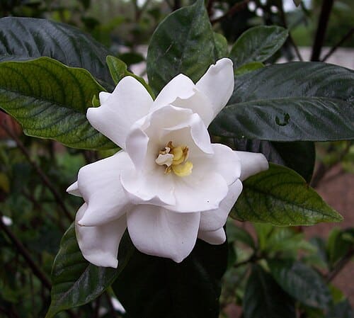 Gardenia, standing in for Gardenia thailandica