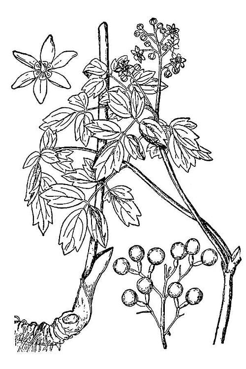 Caulophyllum