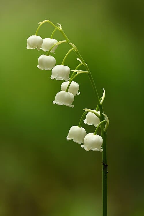 Convallaria majalis