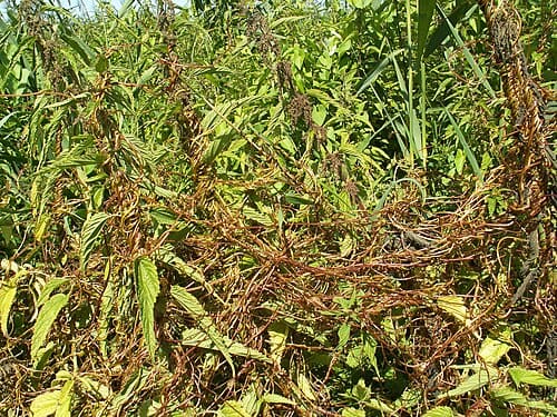 Cuscuta lupuliformis