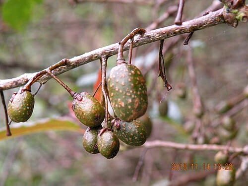 Actinidia callosa, standing in for Actinidia callosa var. henryi