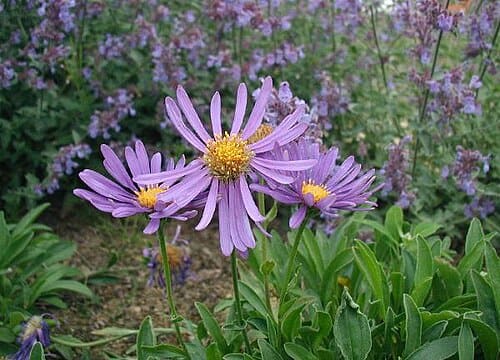 Aster, standing in for Aster nudus