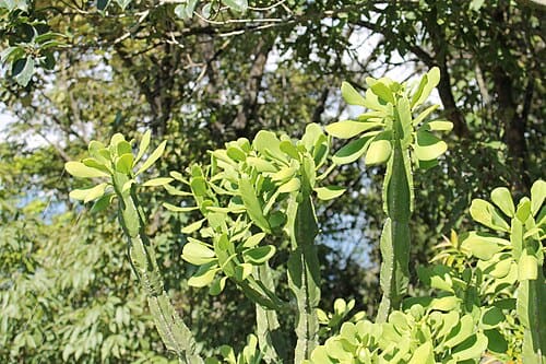 Euphorbia royleana