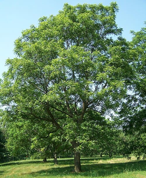 Juglans
