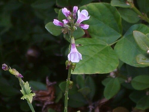 Phryma leptostachya