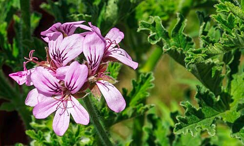 Pelargonium graveolens