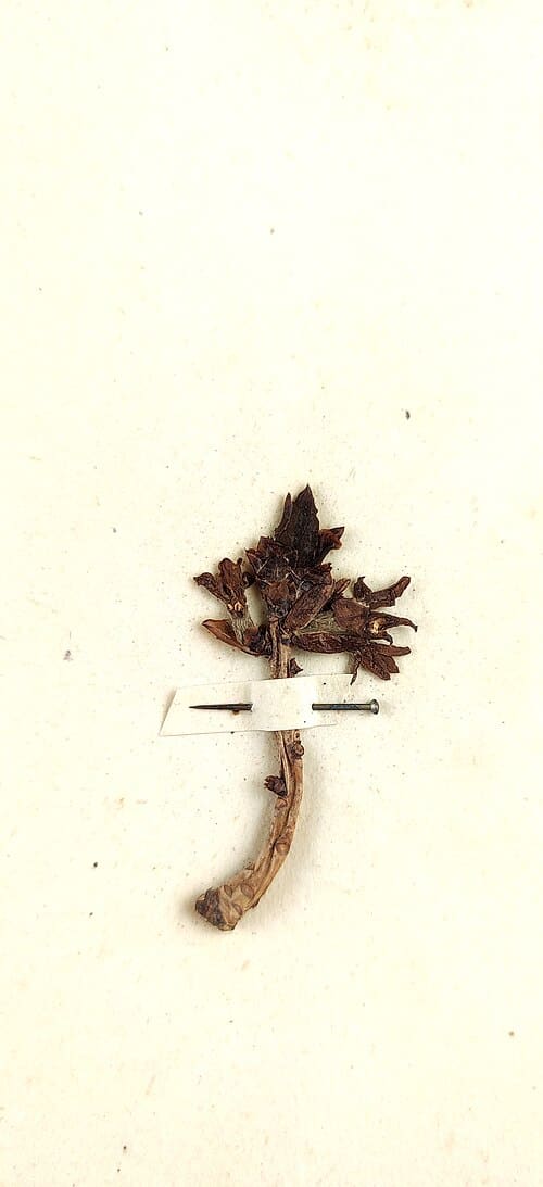 Daphne mezereum