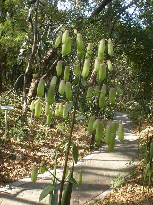 Bryophyllum pinnatum