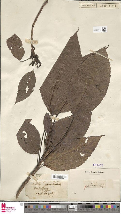 Ostodes paniculata