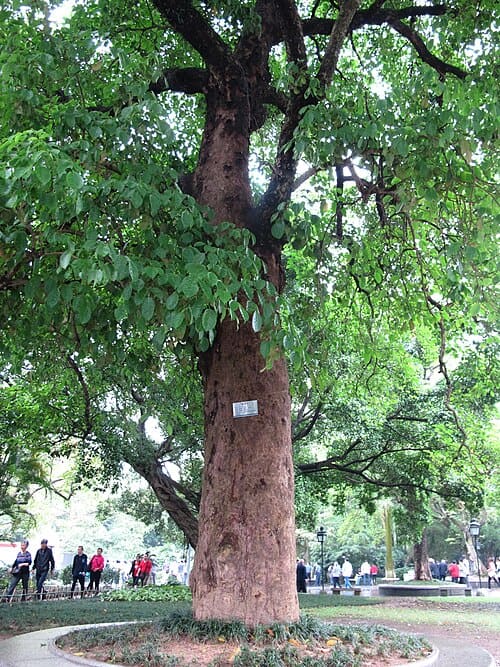 Bischofia polycarpa