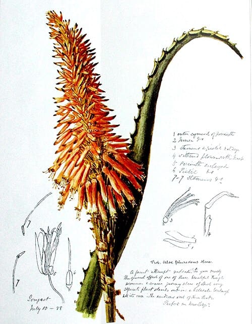 Aloe arborescens