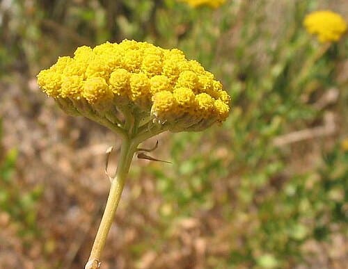 Achillea, standing in for Achillea serbica