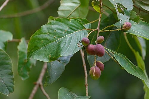 Terminalia chebula