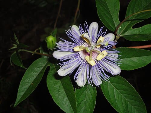 Passiflora incarnata